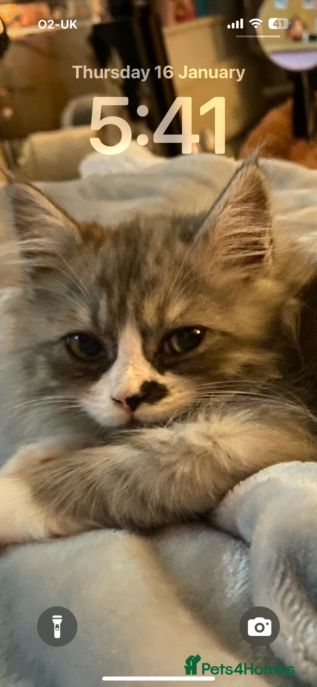 Ragdoll cats for sale: Kitten for sale last little boy - Image 4