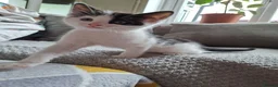 Mixed Breed cats for sale: Beautiful, Fully Litter-Trained Kittens Ready Now - Advert 13