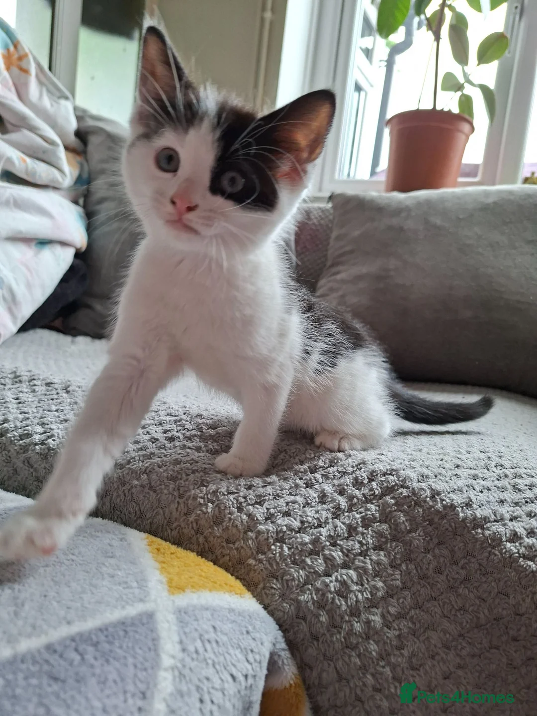 Mixed Breed cats for sale: Beautiful, Fully Litter-Trained Kittens Ready Now - Advert 13