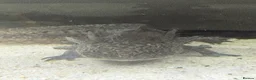 Axolotl reptiles for sale: Black axolotl  - Advert 3