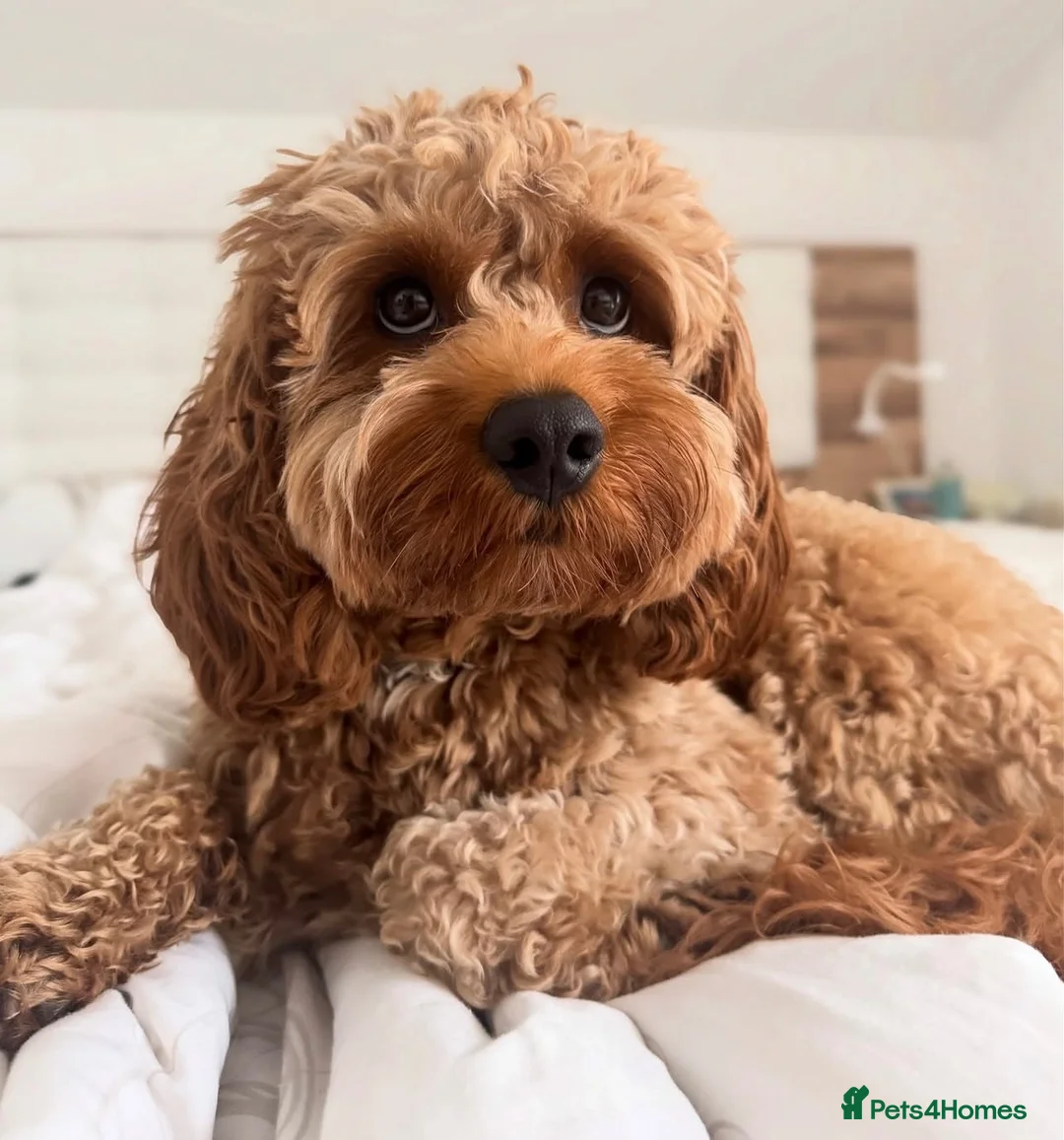 Cavapoo dogs for sale: Billie in London - Advert 2