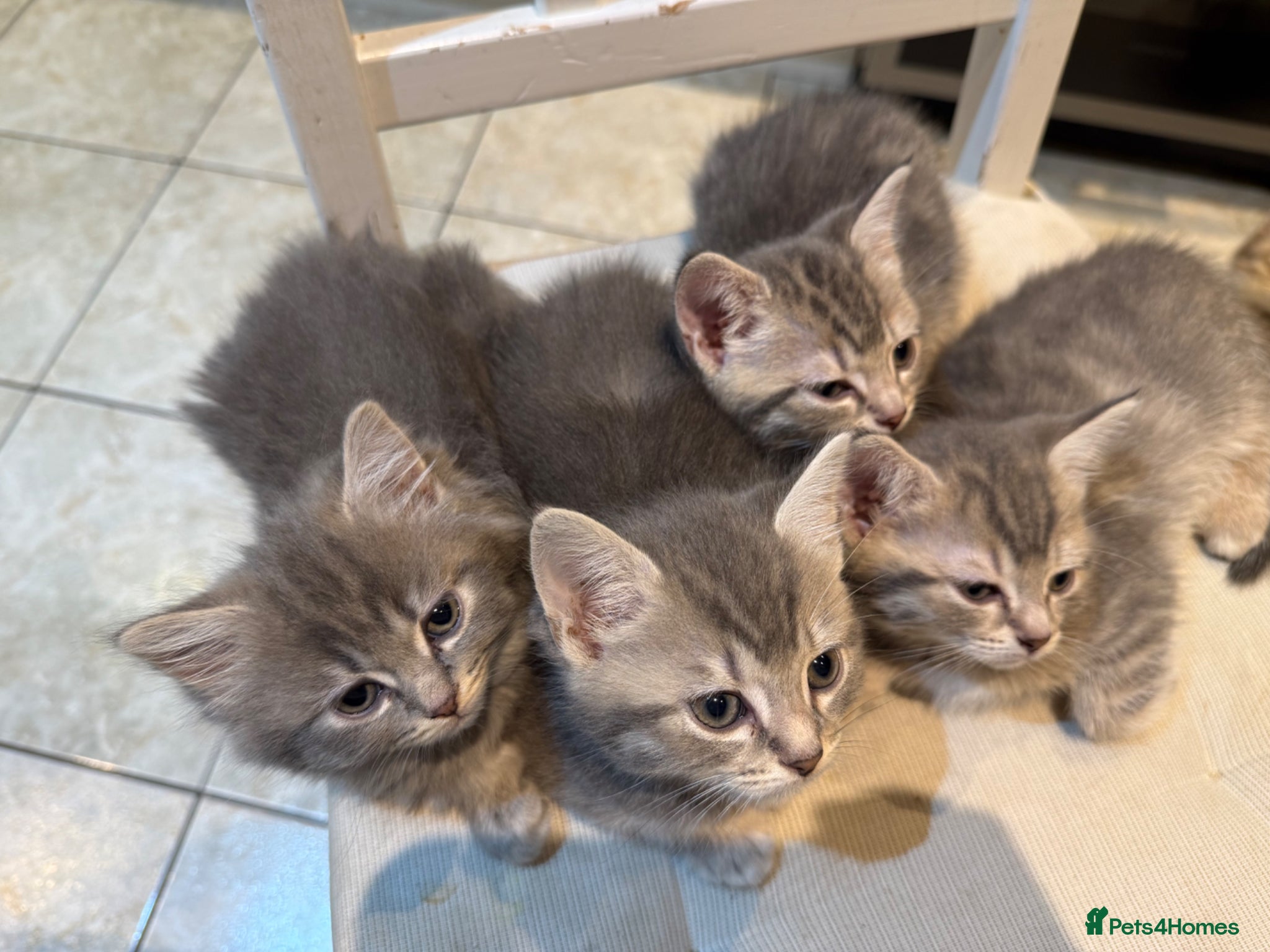 Scottish Fold cats for sale: Only 3 girls left! Scottish straight grey tabby 😻 - Advert 7
