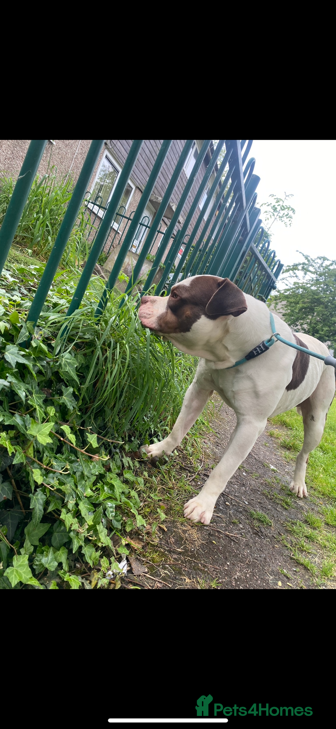 Mixed Breed dogs for sale: to a loving home  - Advert 4