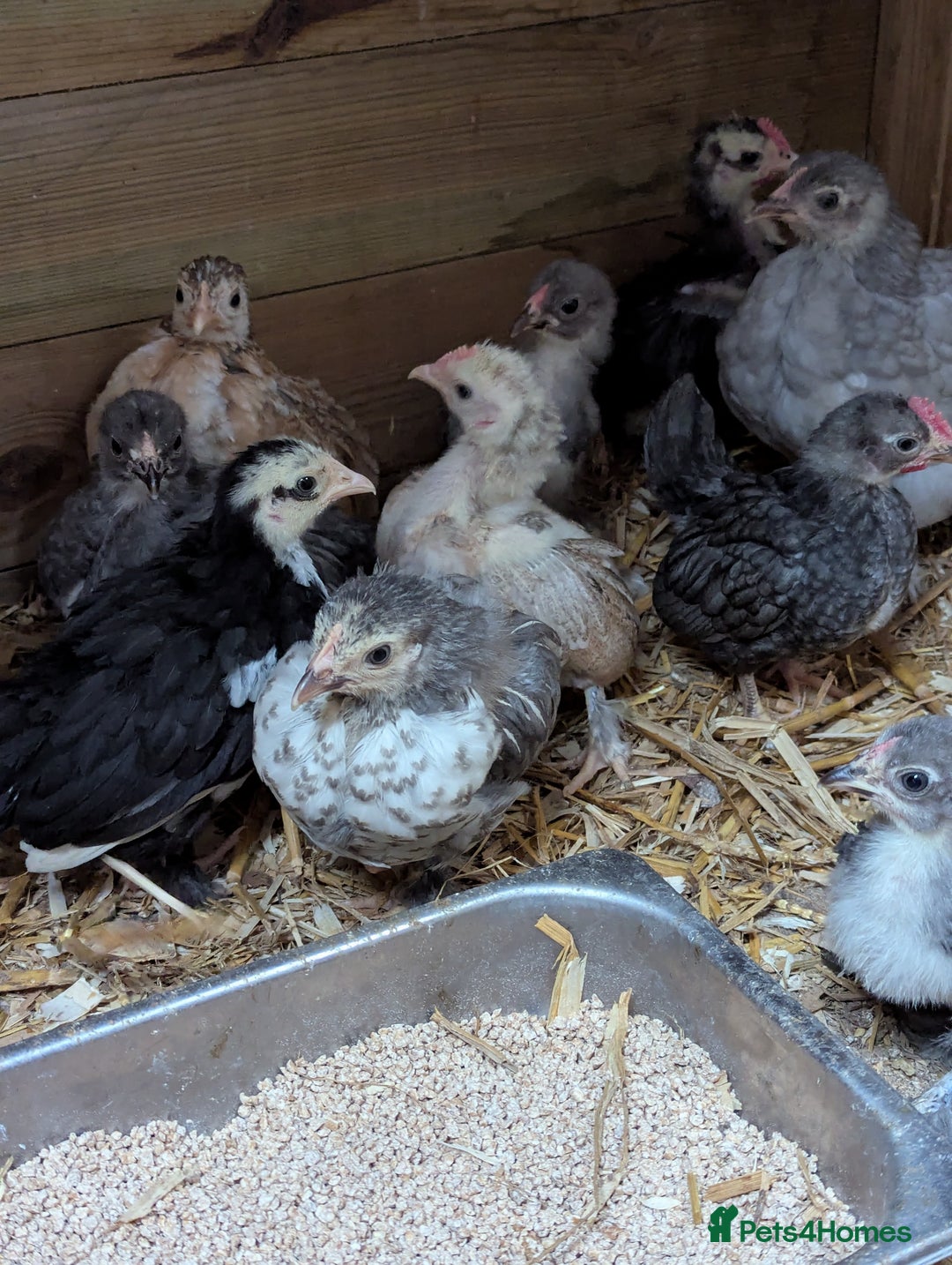 Chickens poultry for sale: Bantam chicks - Image 2
