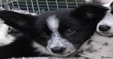Border Collie dogs - Advert 2