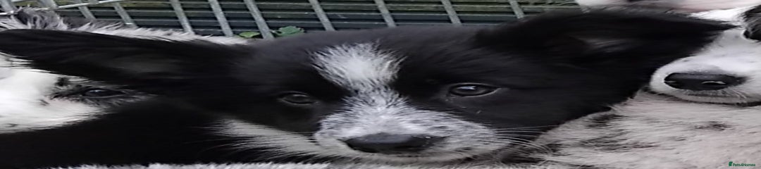 Border Collie Puppy 3