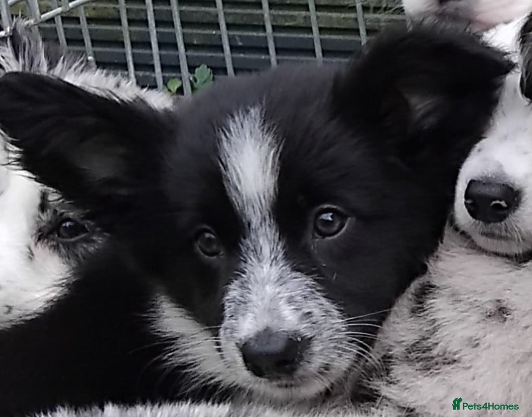 Border Collie dogs for sale: Stunning litter of blue merle border collies - Image 3
