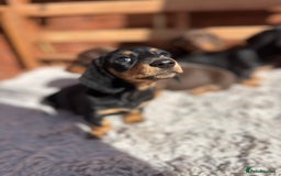 Miniature Dachshund dogs for sale: Smooth coat Minature Dacshund’s  - Image 9