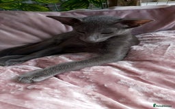Oriental cats for sale: Full Pedigree Oriental 1 Kitten XL size ears GCCF - Image 16