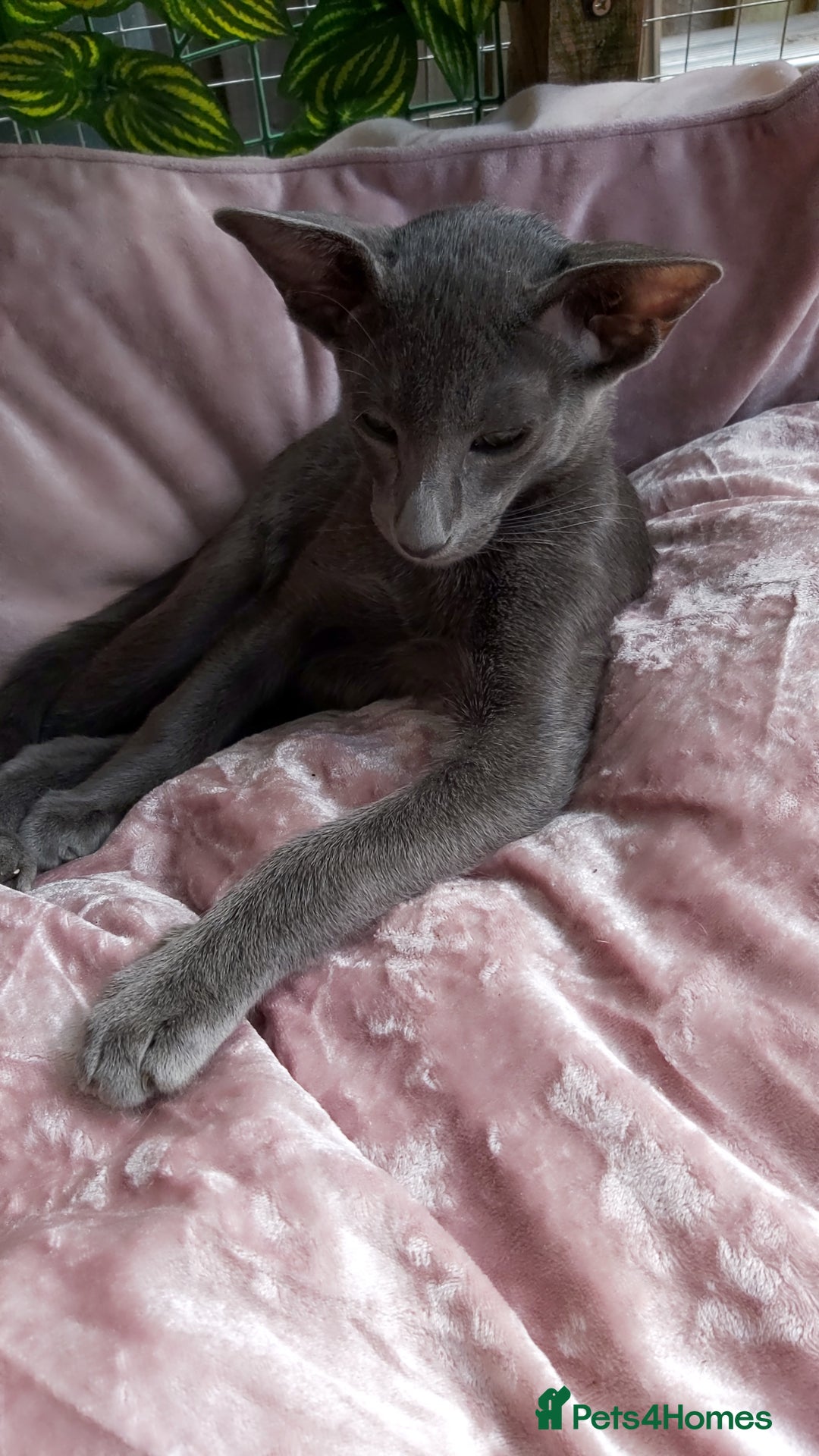 Oriental cats for sale: Full Pedigree Oriental 1 Kitten XL size ears GCCF - Image 16