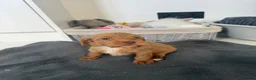 Cockapoo dogs for sale: cockapoo puppies  - Advert 23