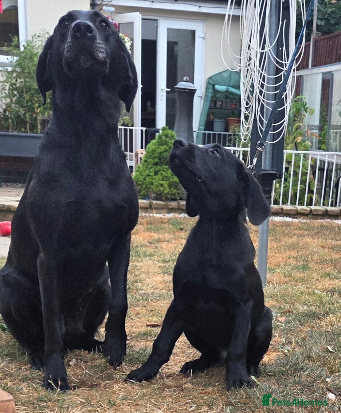 Labrador Retriever dogs Black Labrador Dog - Advert 2