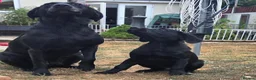 Labrador Retriever dogs for sale: Black Labrador Dog - Advert 1