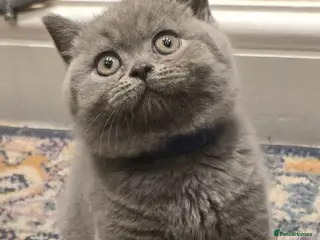 British Shorthair cats Adorable British Shorthair Kittens - Advert 16