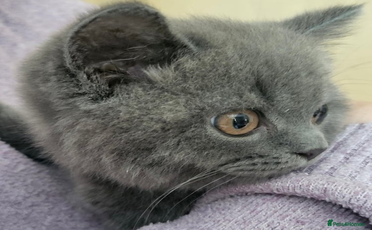 British Shorthair cats - Advert 6