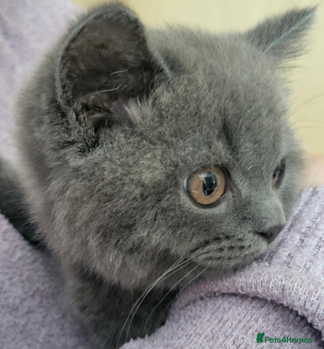 British Shorthair cats for sale: British Blue  - Image 1