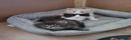 Ragcoon cats for sale: Ragcoon litter Ready in 1 week - Advert 5