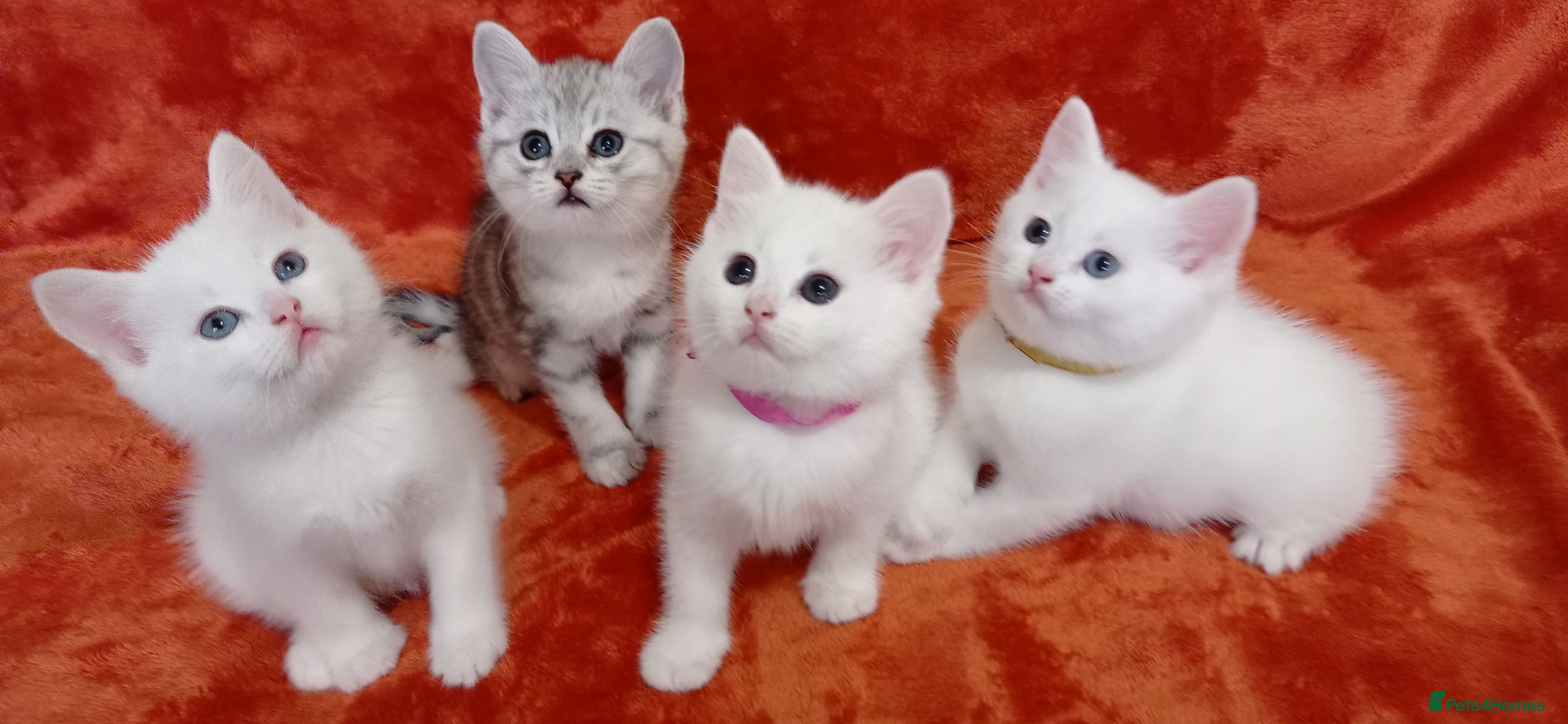 Mixed Breed cats British shorthair &Ragdoll mix - Advert 1