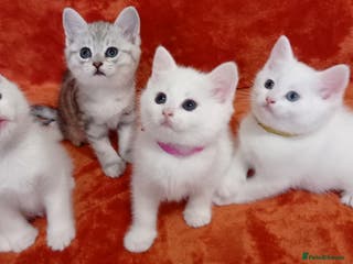 Mixed Breed cats British shorthair &Ragdoll mix - Advert 11