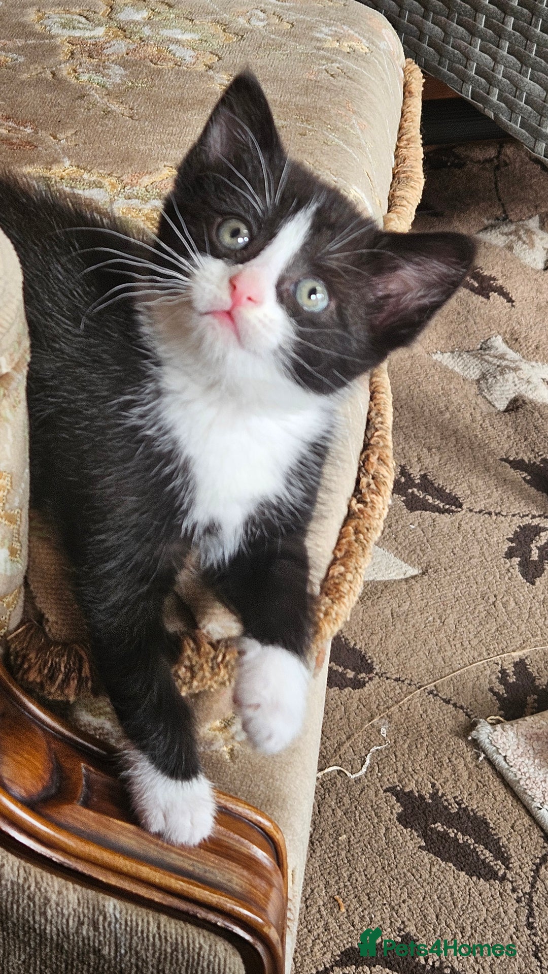 British Shorthair cats for sale: Adorable kittens - Advert 2