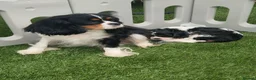Cavalier King Charles Spaniel dogs for sale: KC Cavalier King Charlies boy! - Advert 1