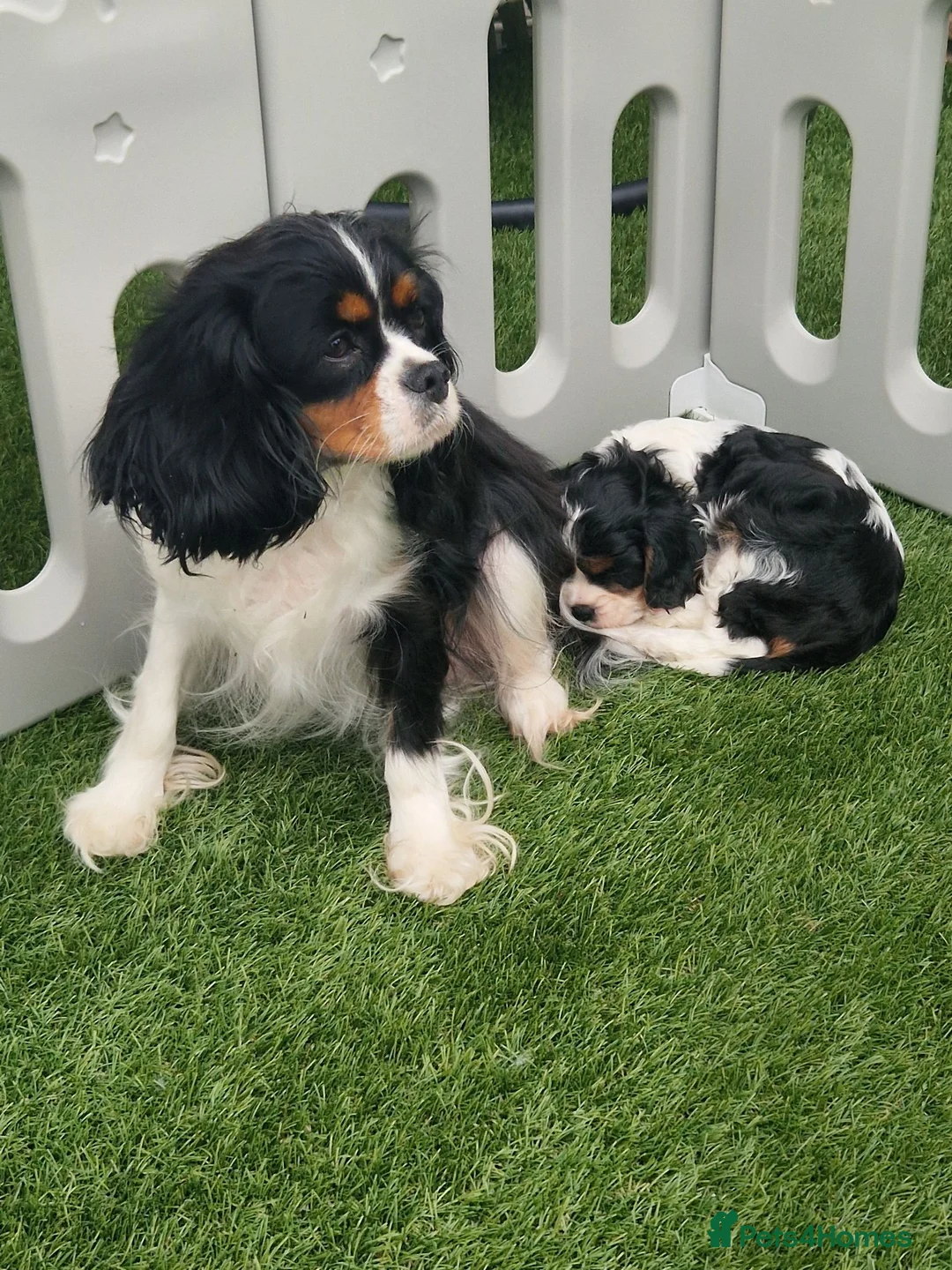Cavalier King Charles Spaniel dogs for sale: KC Cavalier King Charlies boy! - Advert 1