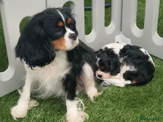 Cavalier King Charles Spaniel dogs KC Cavalier King Charlies boy! - Advert 4