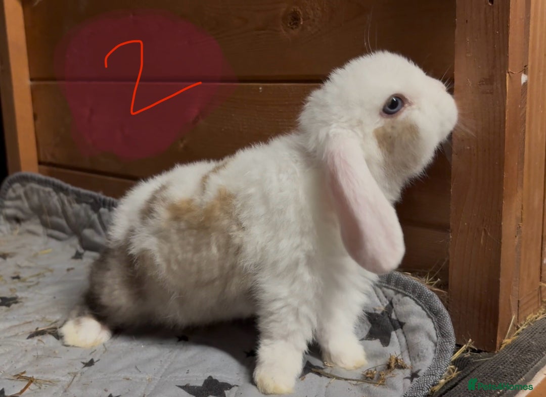 Mini Lop rabbits for sale: 8 beautiful friendly baby mini lops  - Image 10
