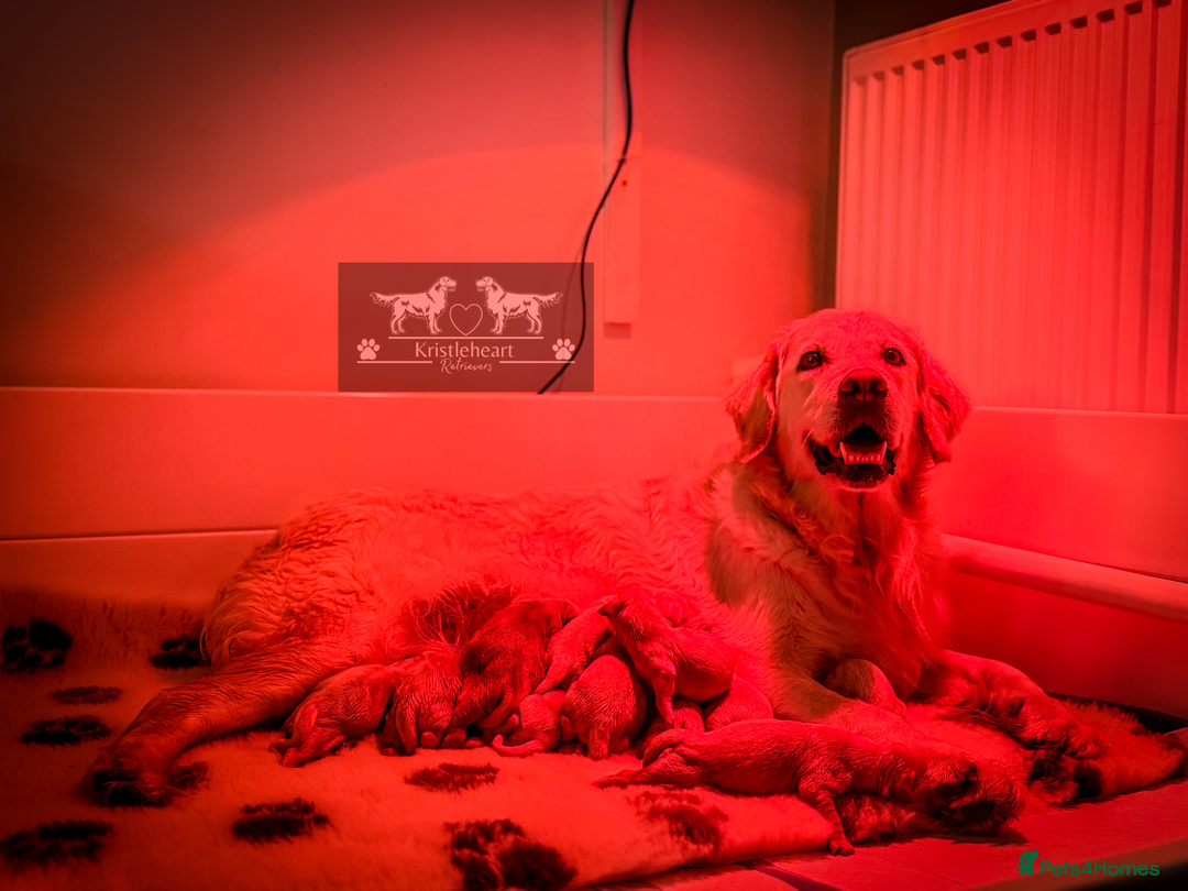 Golden Retriever dogs for sale: KC HEALTH TESTED PUPS - Advert 2