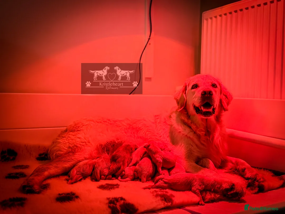 Golden Retriever dogs for sale: KC HEALTH TESTED PUPS *1 boy remaining* - Advert 11