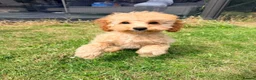Toy Poodle dogs for sale: 1 boy available healthtested beautiful toy poodle  - Advert 10