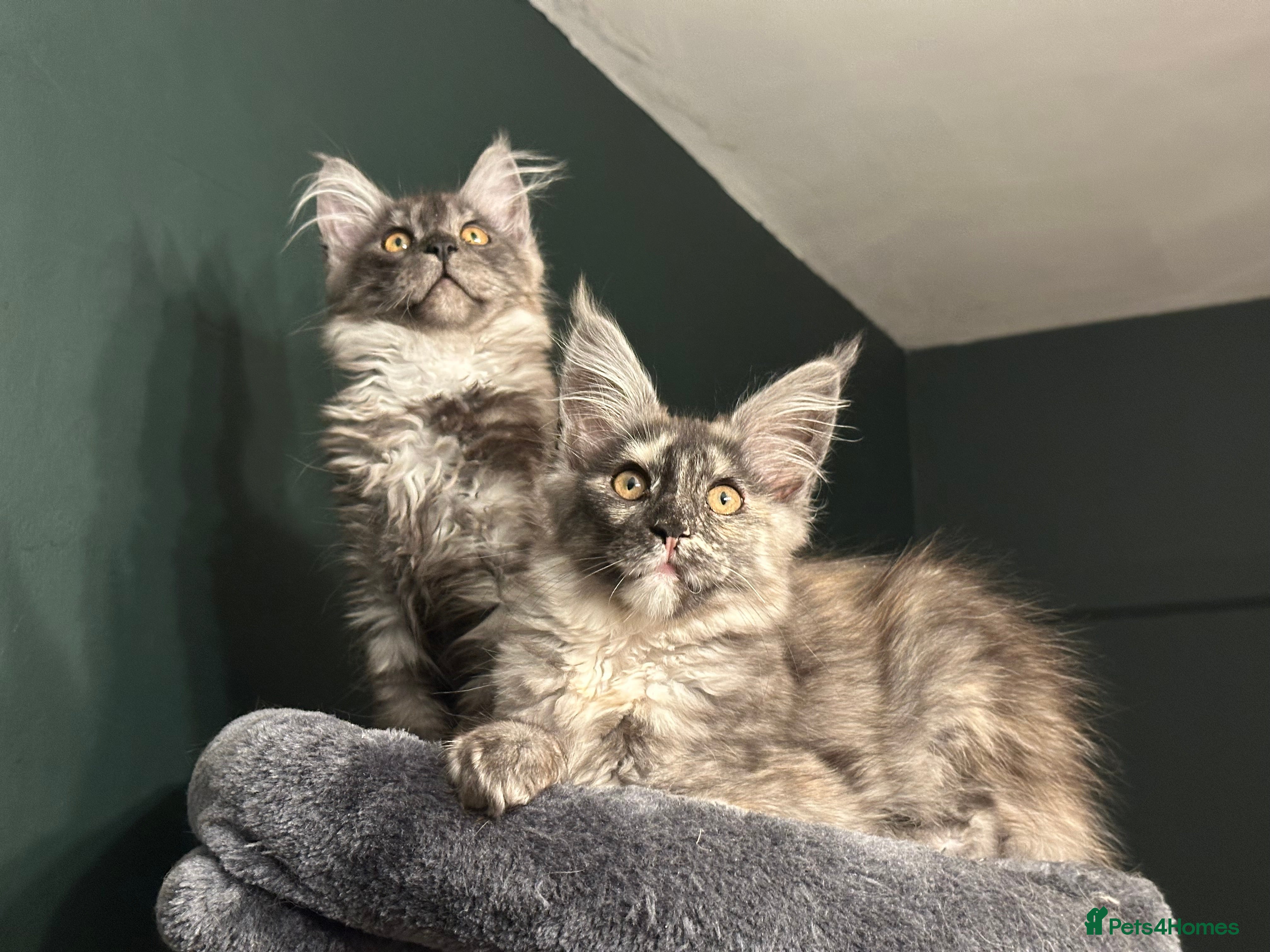 Maine Coon cats Tica Active Kittens ready now - Advert 17