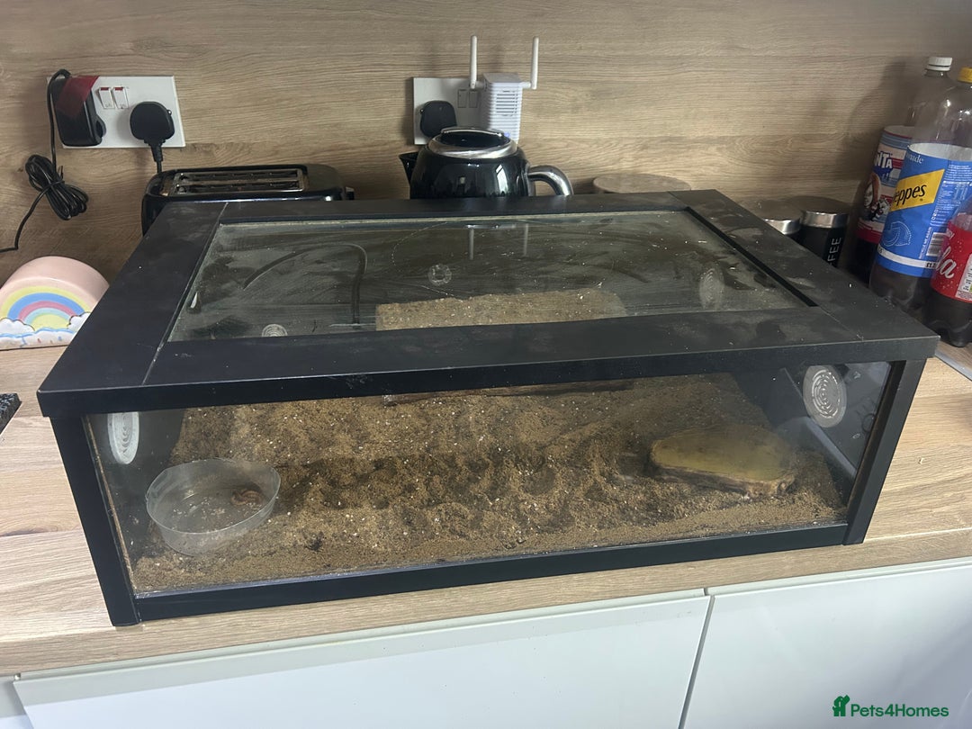 Leopard Gecko reptiles for sale: Leopard gecko and Viv set up  - Advert 1