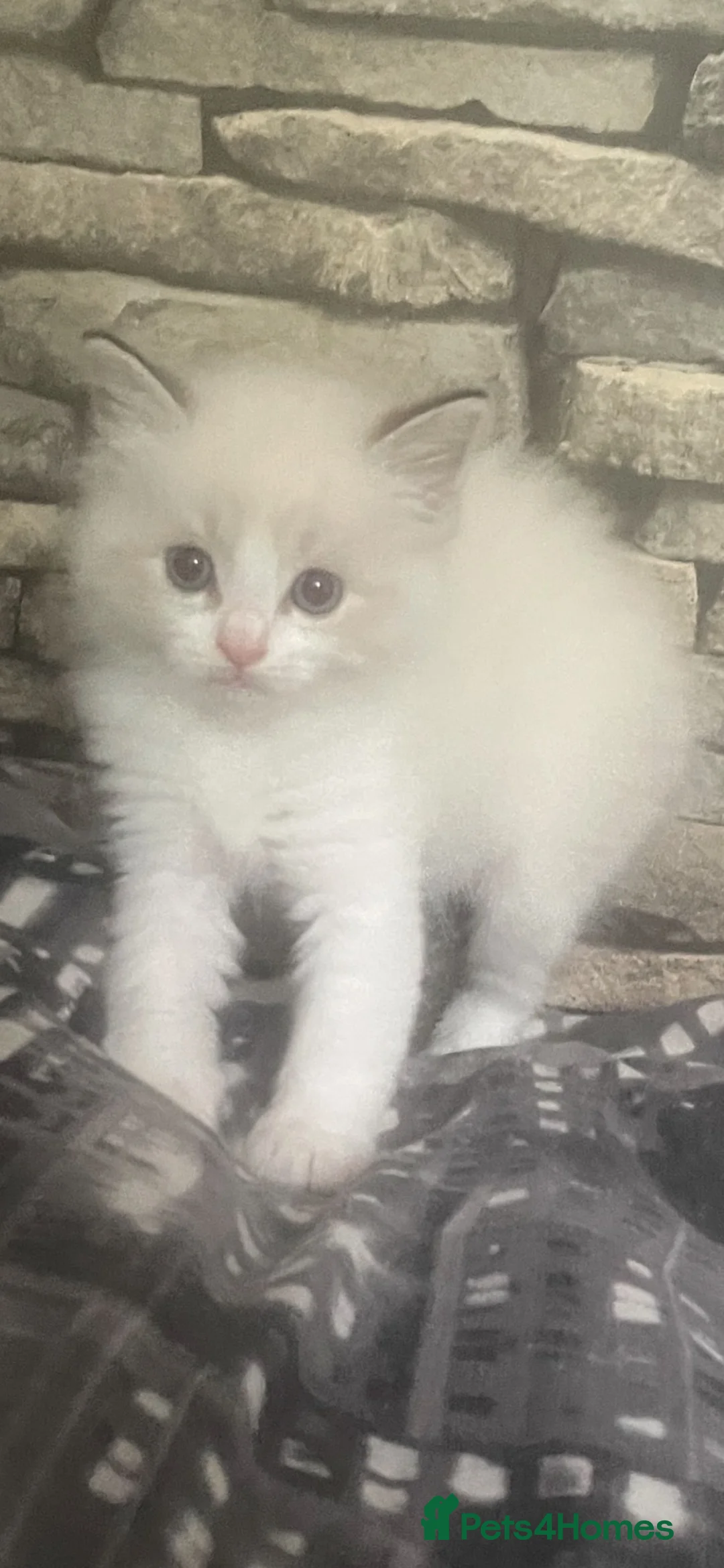 Ragdoll cats for sale: Rare lilac bicolour ragdolls  - Advert 1