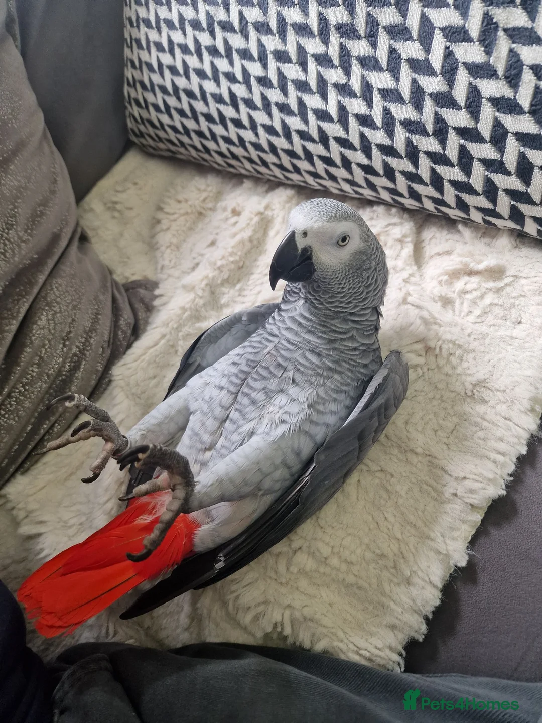 Parrots birds for sale: African grey parrot  - Advert 15