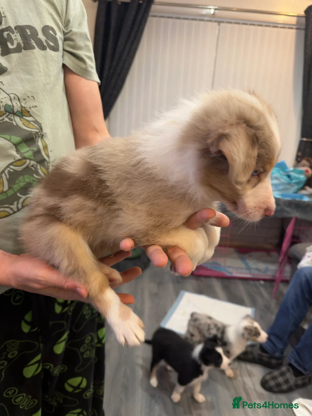 Mixed Breed dogs for sale: Stunning Border Collie Cross Puppies Family Raised - Advert 28