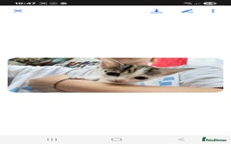 Mixed Breed cats for sale: 2 boys and 2 girls calico cats  - Image 17