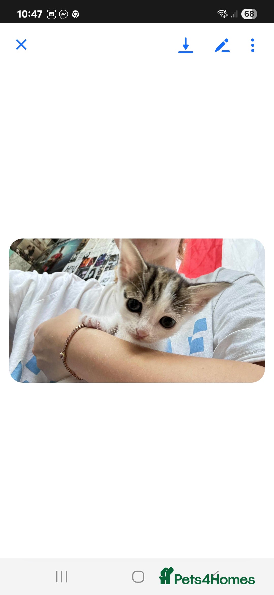Mixed Breed cats for sale: 2 boys and 2 girls calico cats  - Image 17