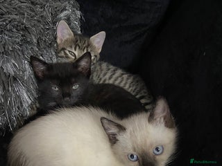 Ragdoll cats - Advert 11
