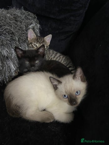 Ragdoll cats - Advert 13