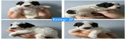 Cockapoo dogs for sale: F1b chocolate & parti roan cockapoos.HEALTH TESTED - Advert 22
