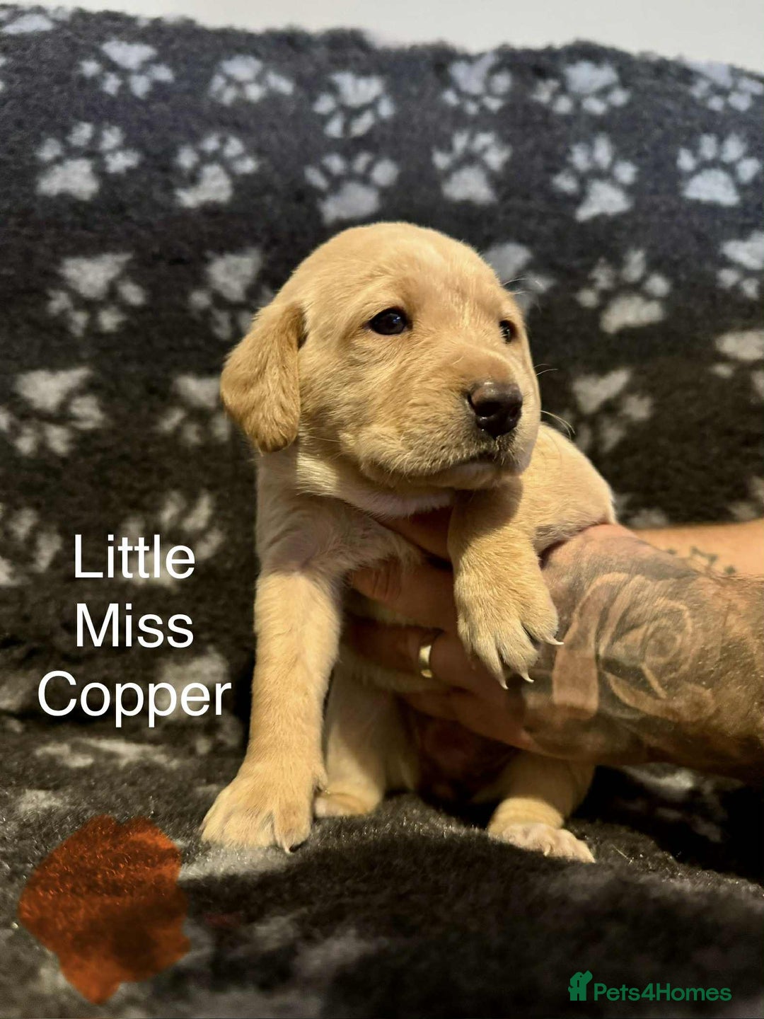 Labrador Retriever dogs for sale: Dudley Fox Red Labradors with FTCH in lineage - Advert 20