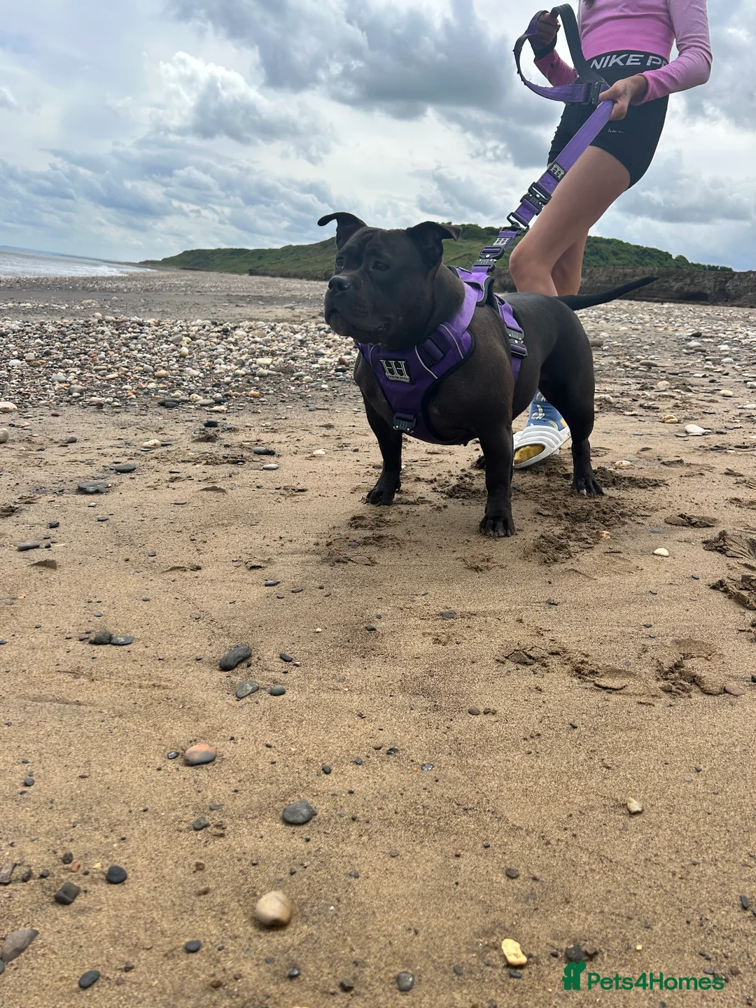 American Bully dogs for sale: Needs a genuine loving home..  in Peterlee - Advert 5