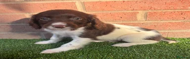 English Springer Spaniel 4
