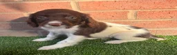 English Springer Spaniel dogs for sale: English springer spaniels puppies  - Advert 6
