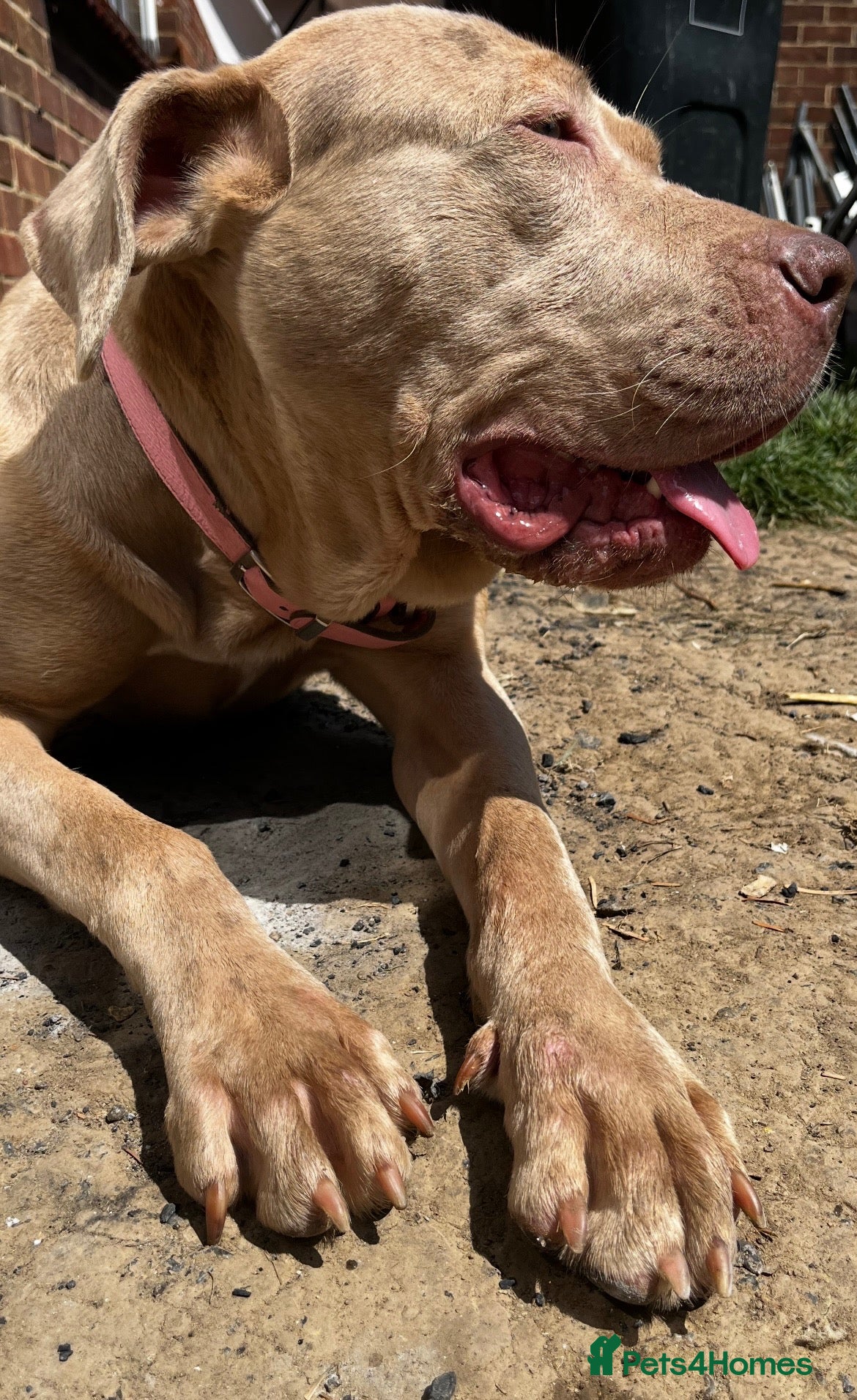 Mixed Breed dogs Beautiful bandog puppies  - Advert 2