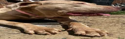 Mixed Breed dogs for sale: Beautiful bandog puppies  - Advert 2
