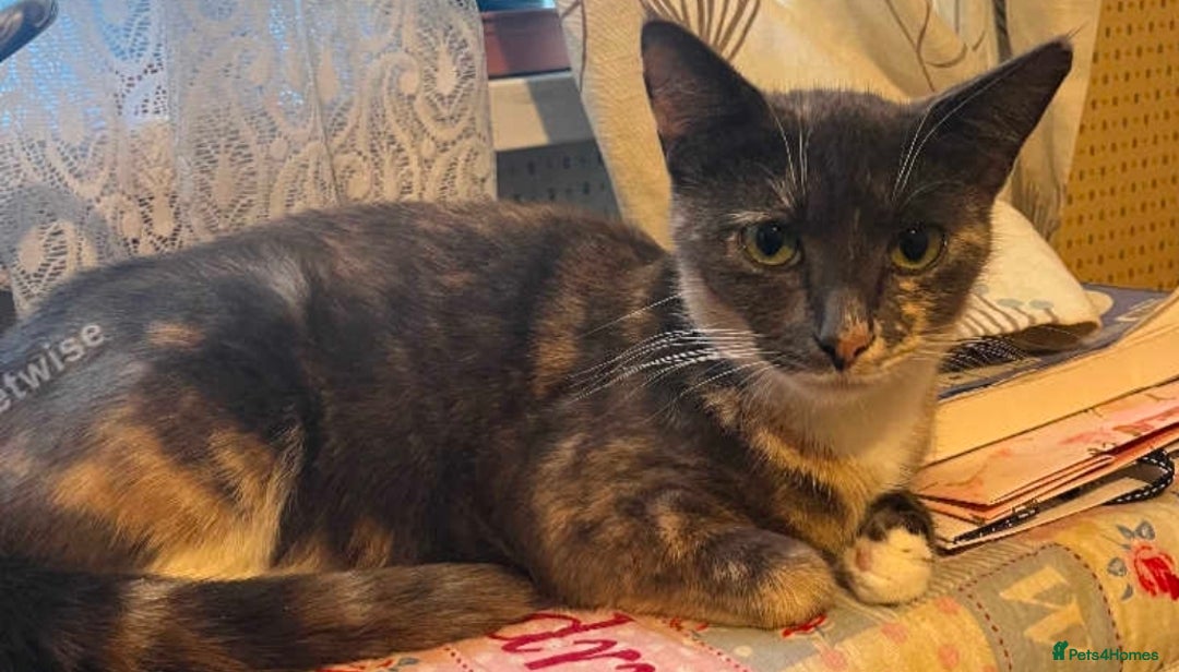 Domestic Shorthair cats for sale: Gorgeous Male Kitten - Image 5