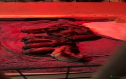 German Shepherd dogs for sale: German shepherd pups  - Image 2