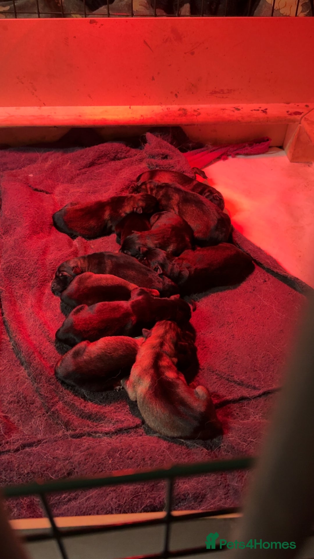 German Shepherd dogs for sale: German shepherd pups  - Image 2